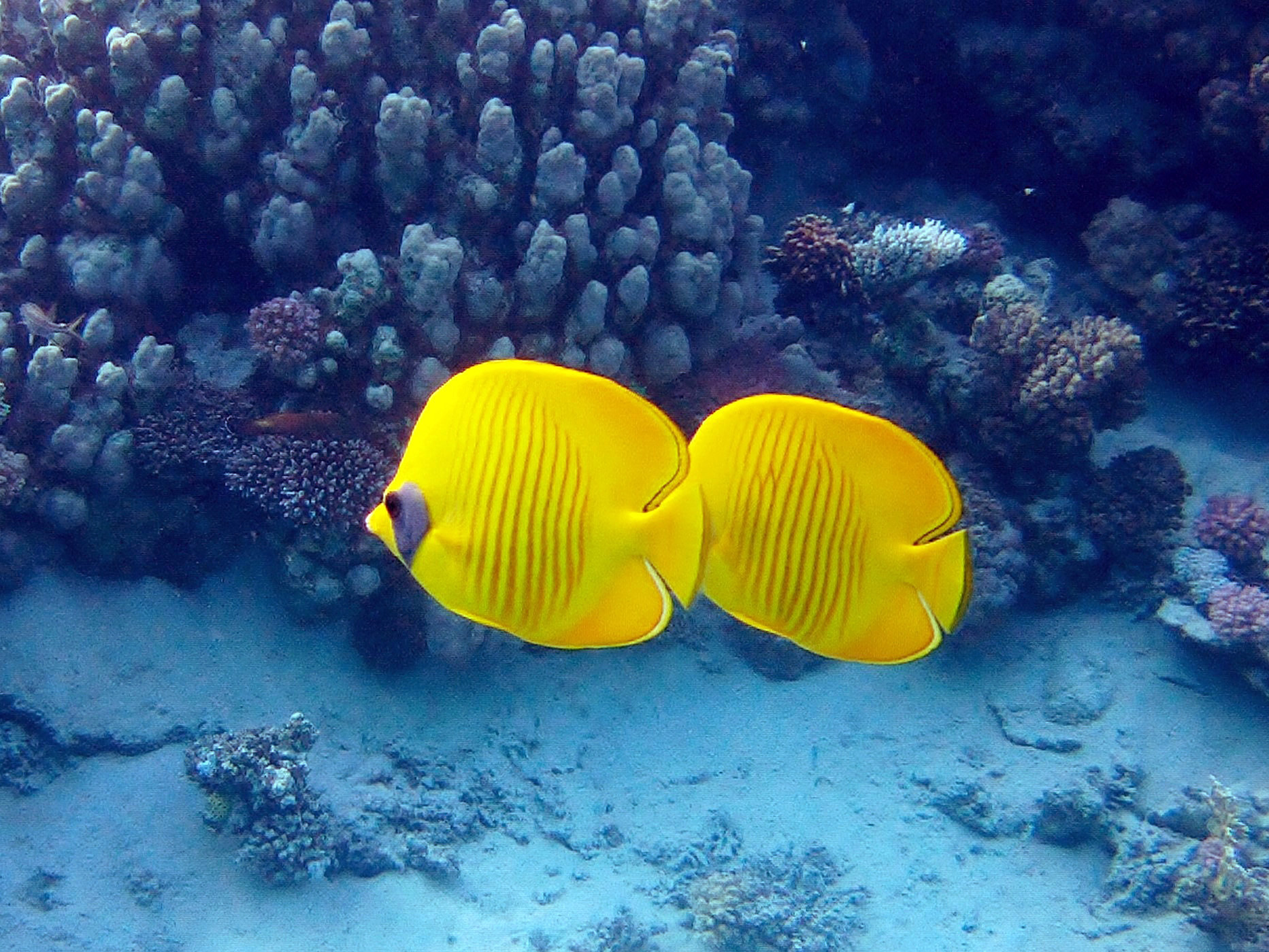 Marsa Alam, Egypt