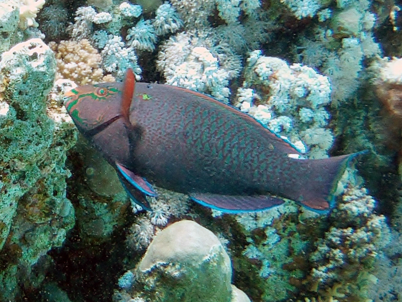 Parrotfish