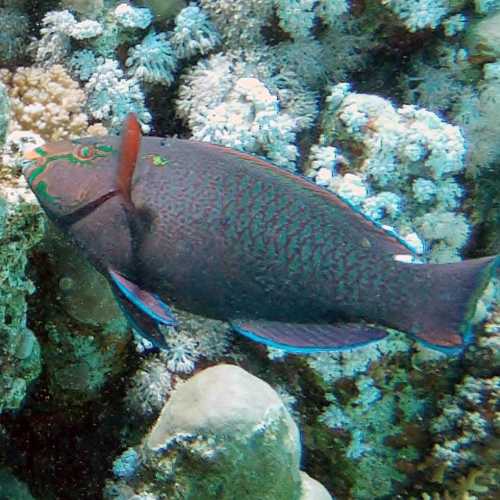 Parrotfish