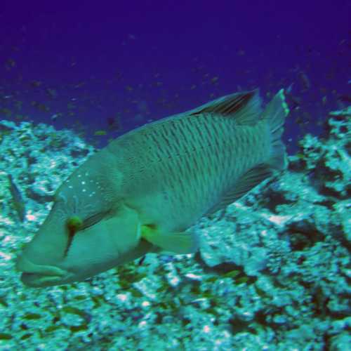 Napoleon Wrasse Elphinstone Reef