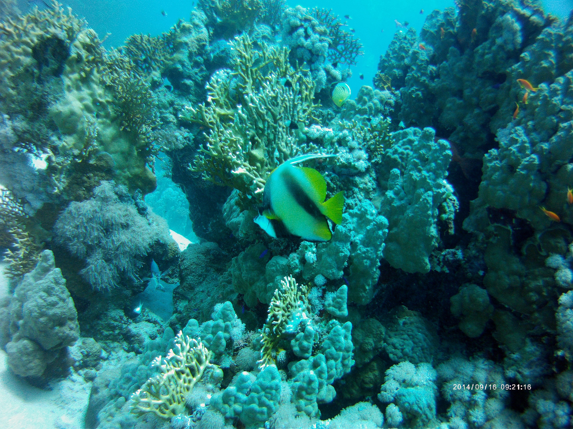 Woodhouse Reef, Египет