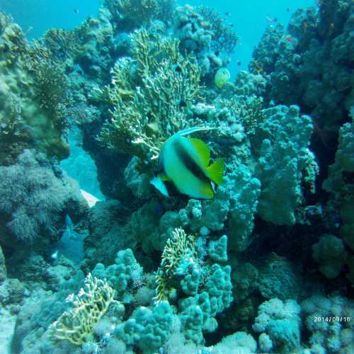 Woodhouse Reef, Egypt