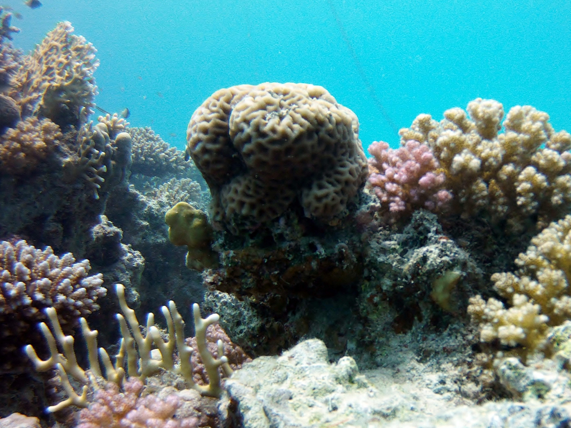 Coral Reef