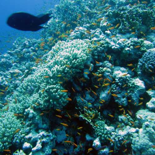 Reef Fish