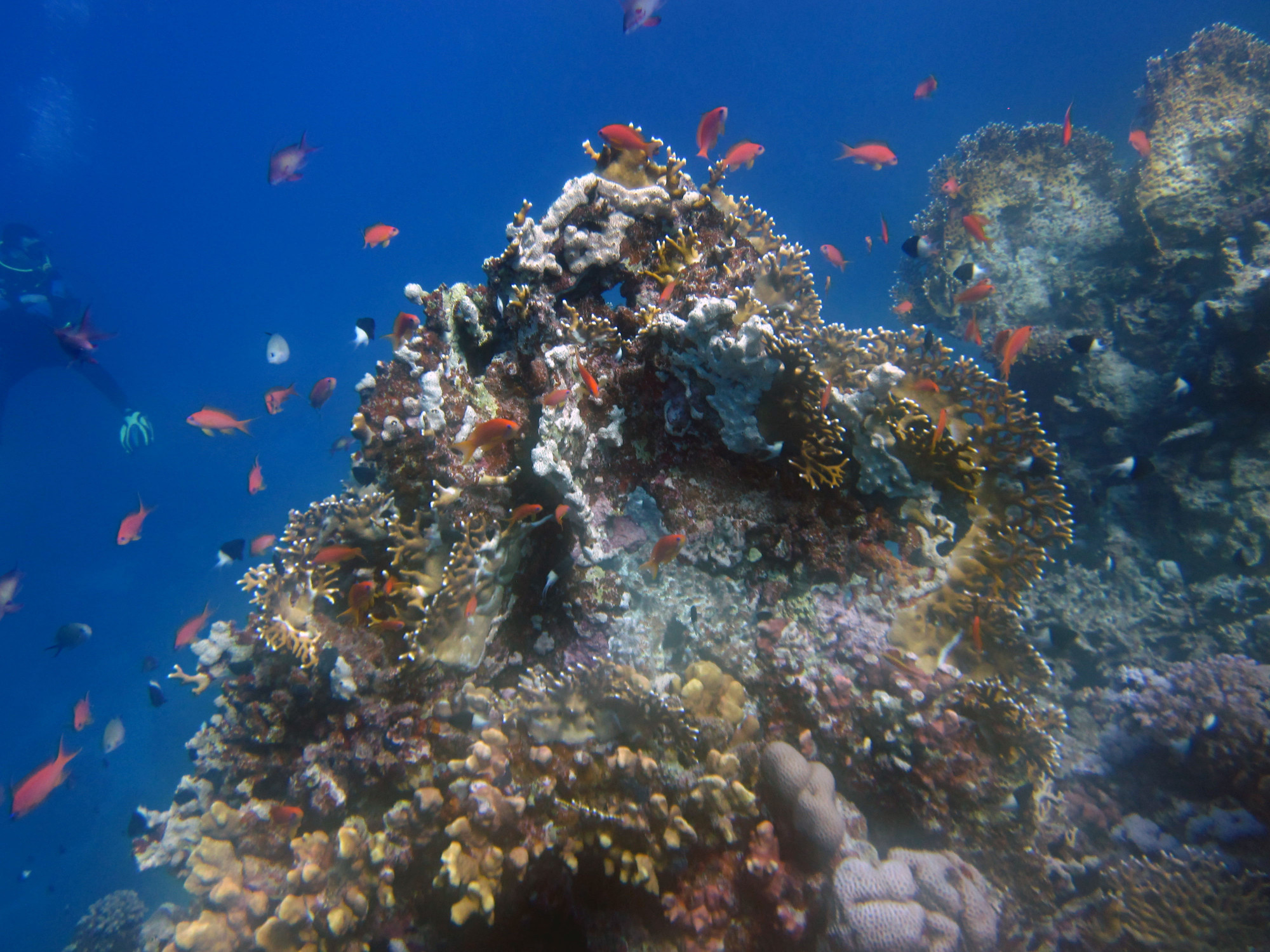 Marsa Shagra House Reef