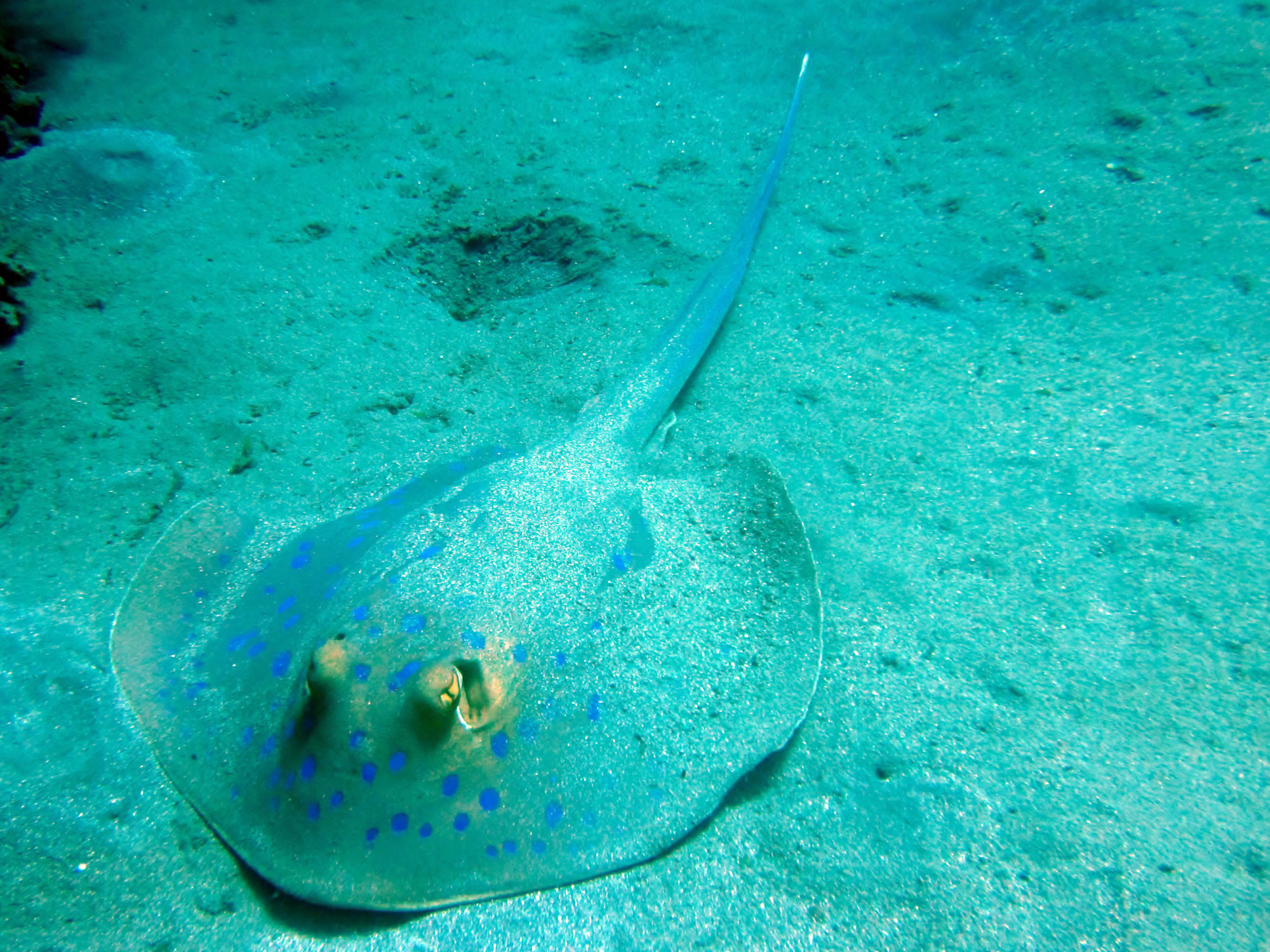 Blue Spotted Ray