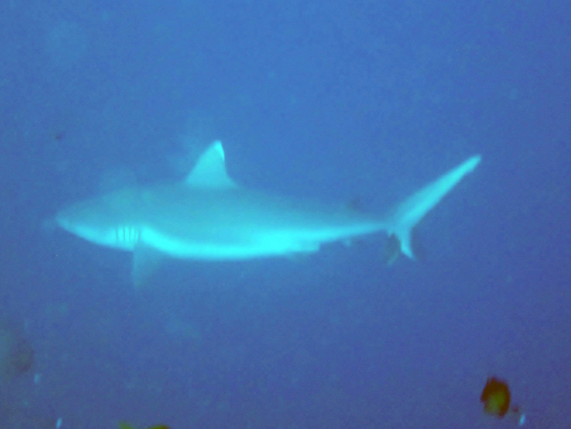 White Tip Reef Shark<br/>
pic quality poor