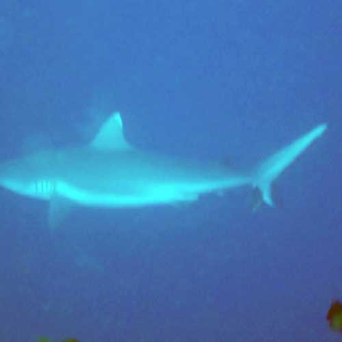 White Tip Reef Shark<br/>
pic quality poor