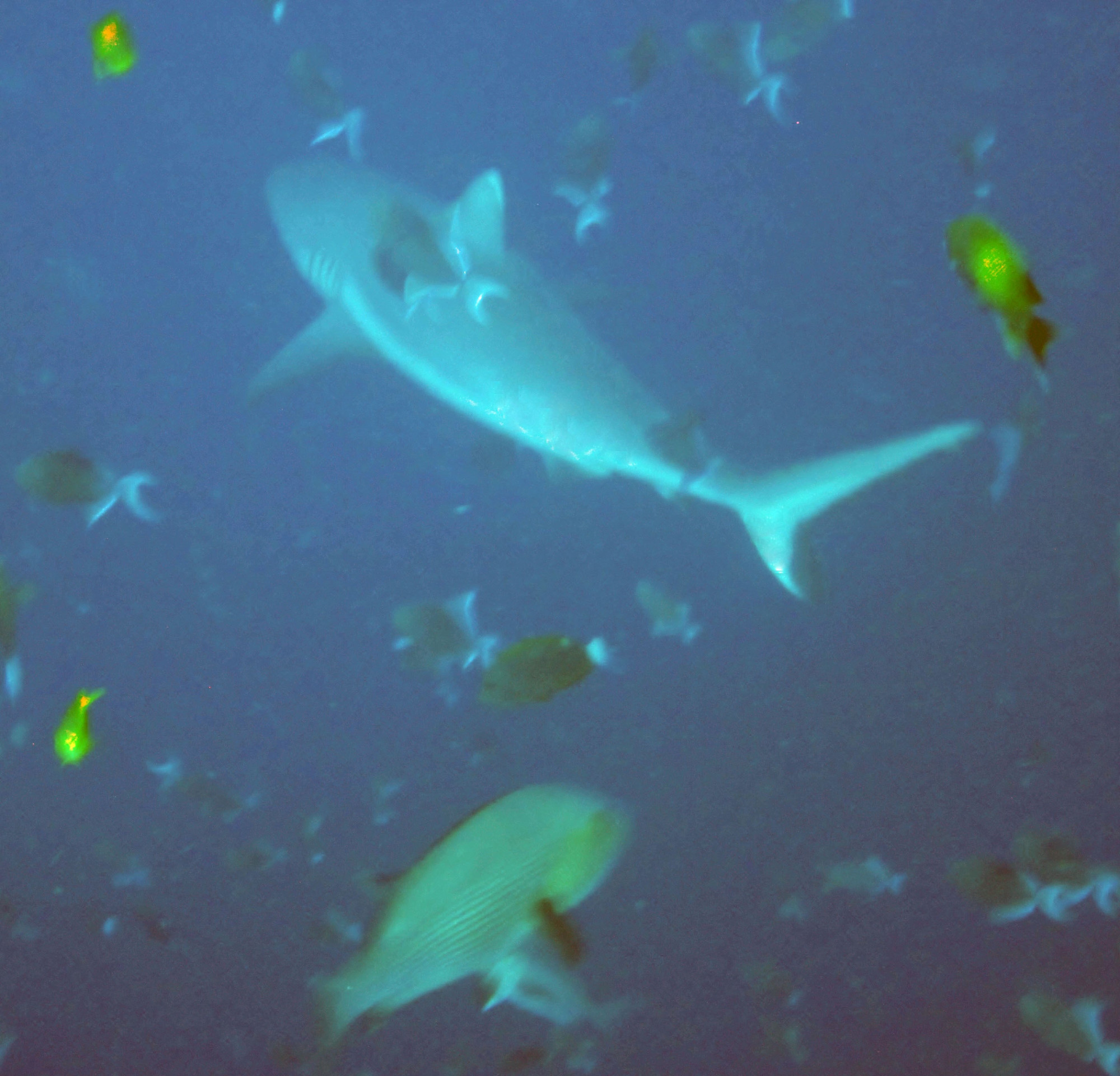 White tip shark<br/>
pic quality low