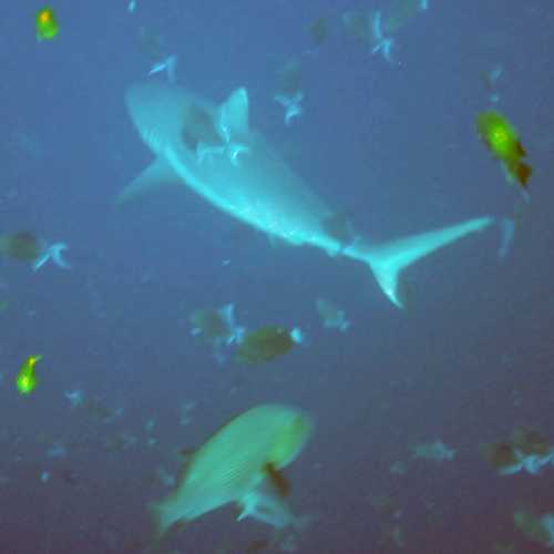 White tip shark<br/>
pic quality low