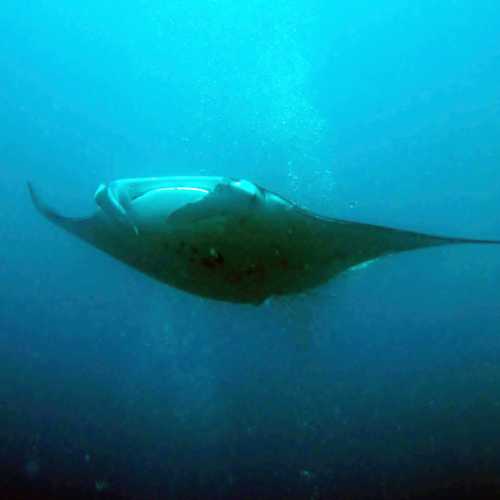 Manta Cleaning Station