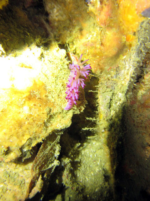 King Cruiser Wreck Dive Site, Thailand