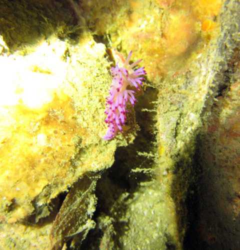 King Cruiser Wreck Dive Site, Thailand