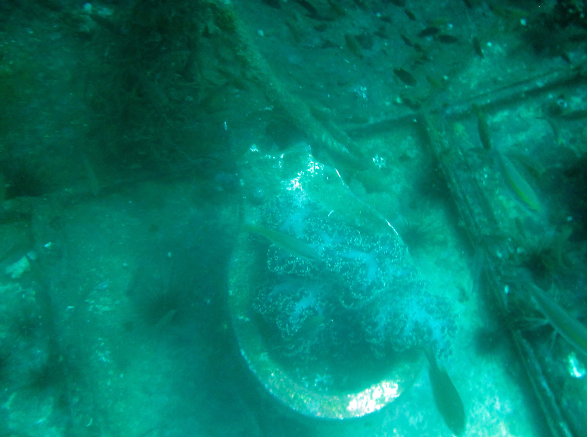 King Cruiser Wreck Dive Site, Thailand