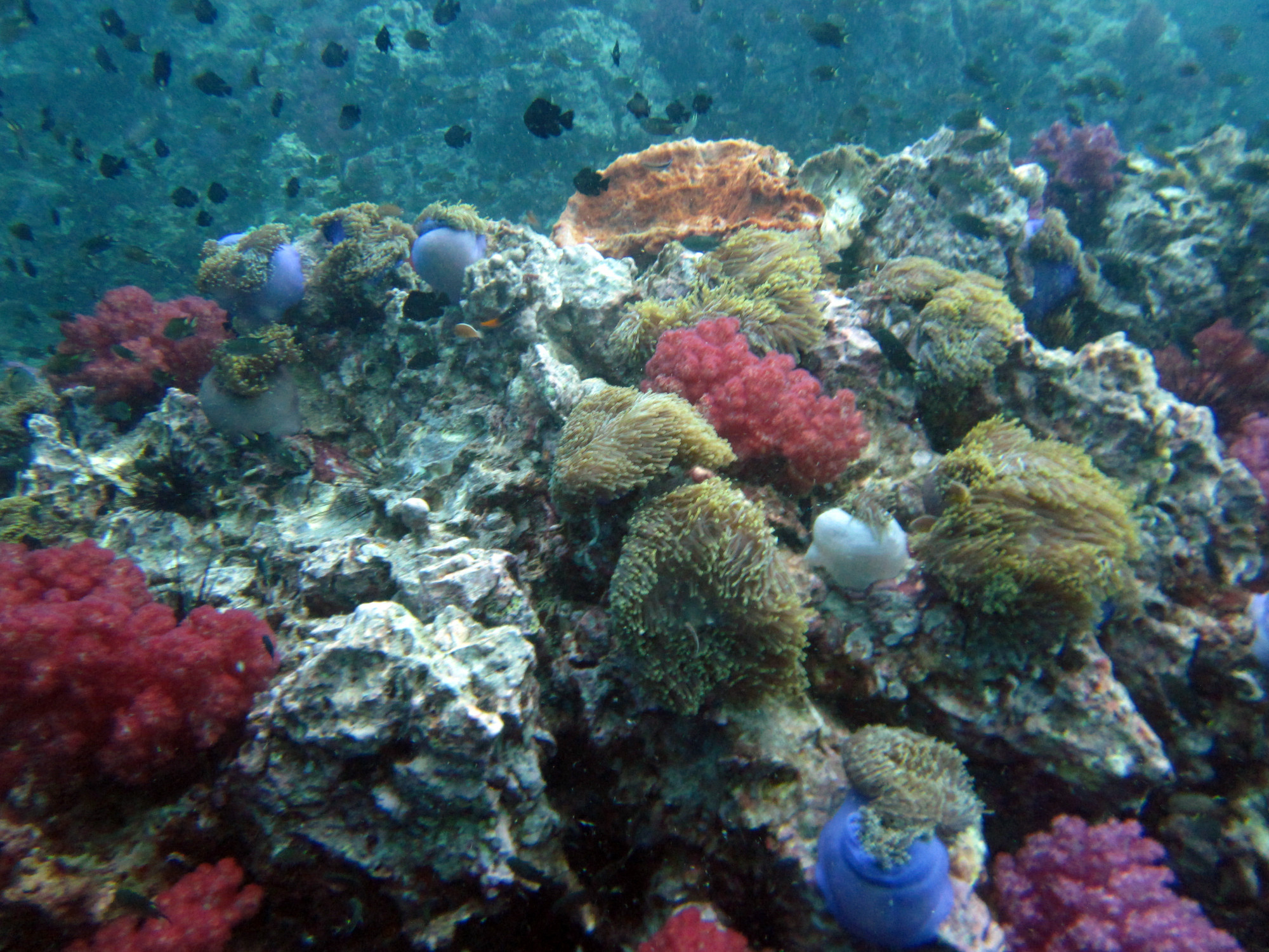 Shark Point Dive Site, Thailand