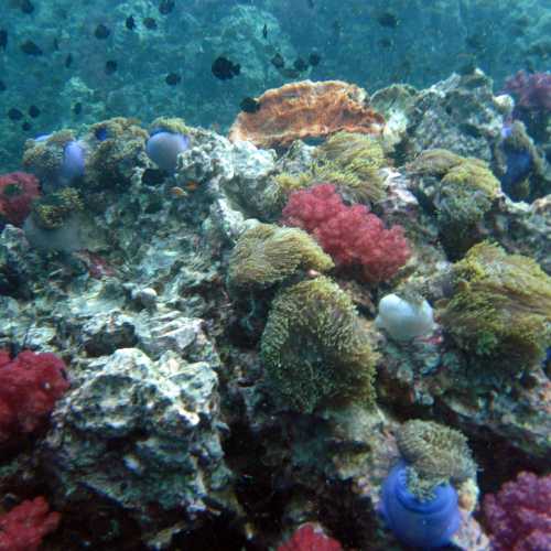 Shark Point Dive Site, Thailand