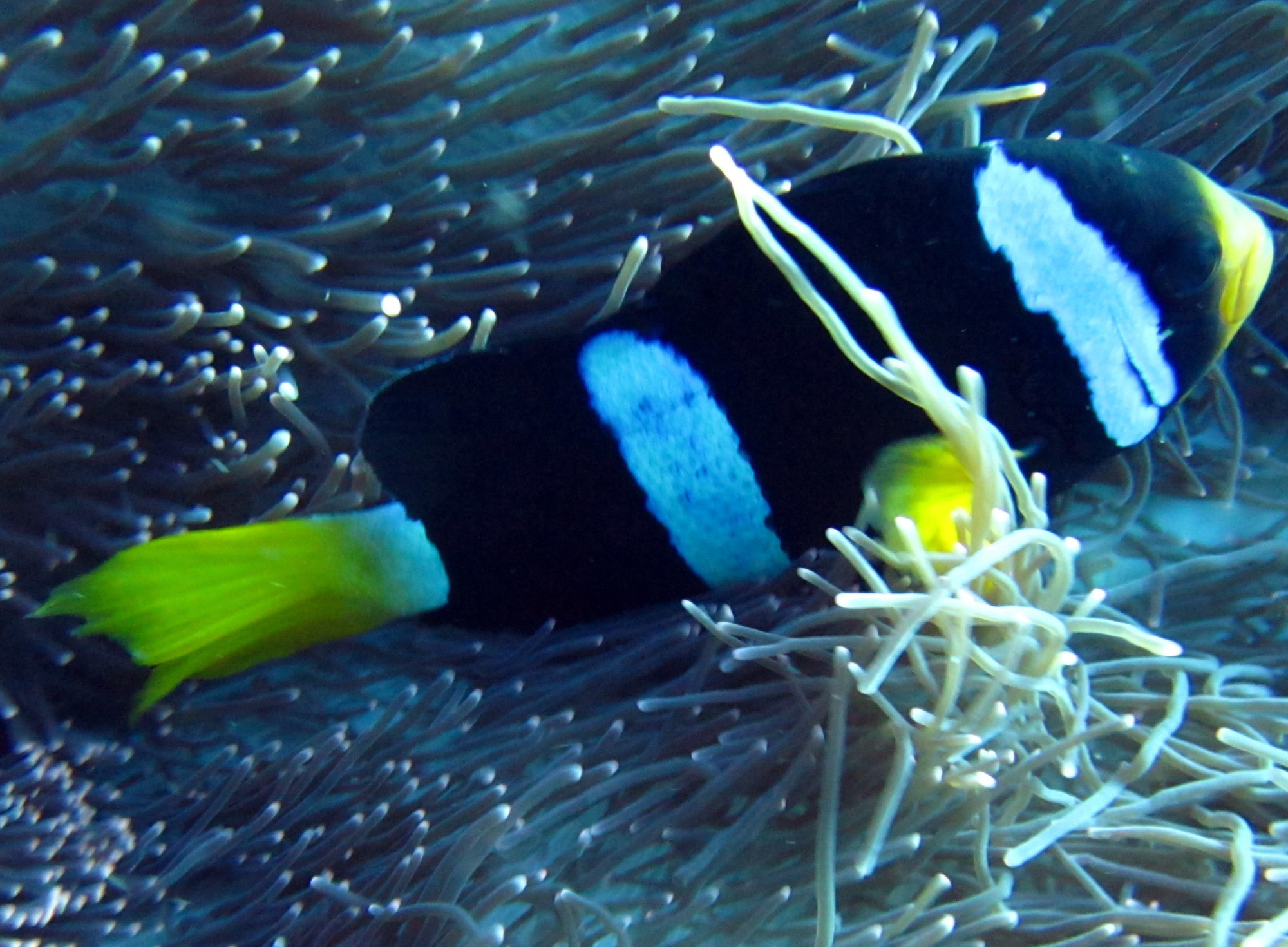 Clown Anenomiefish