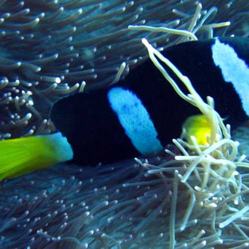 Clown Anenomiefish