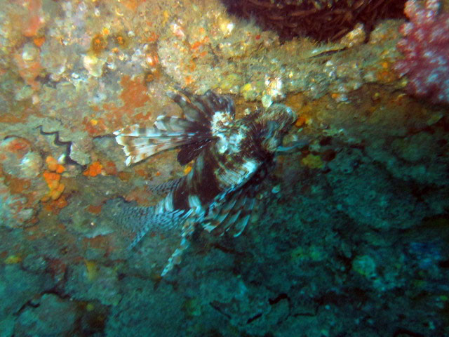 King Cruiser Wreck Dive Site, Thailand