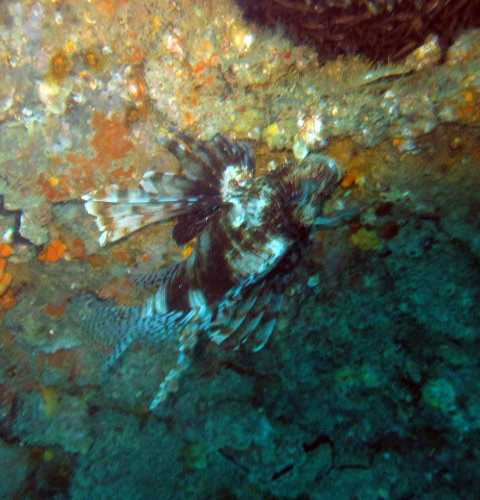 King Cruiser Wreck Dive Site, Thailand