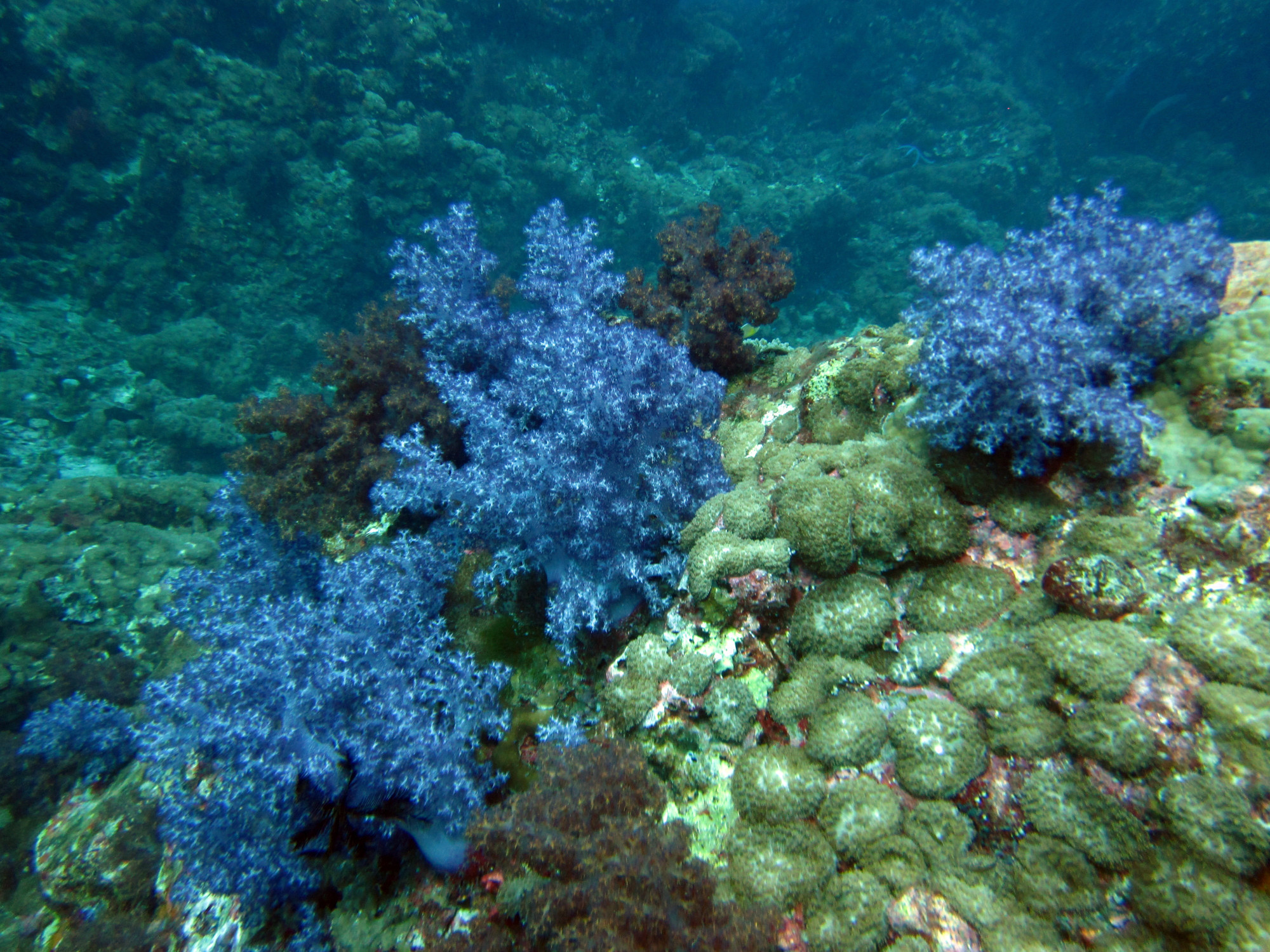 Hin Muang soft corals