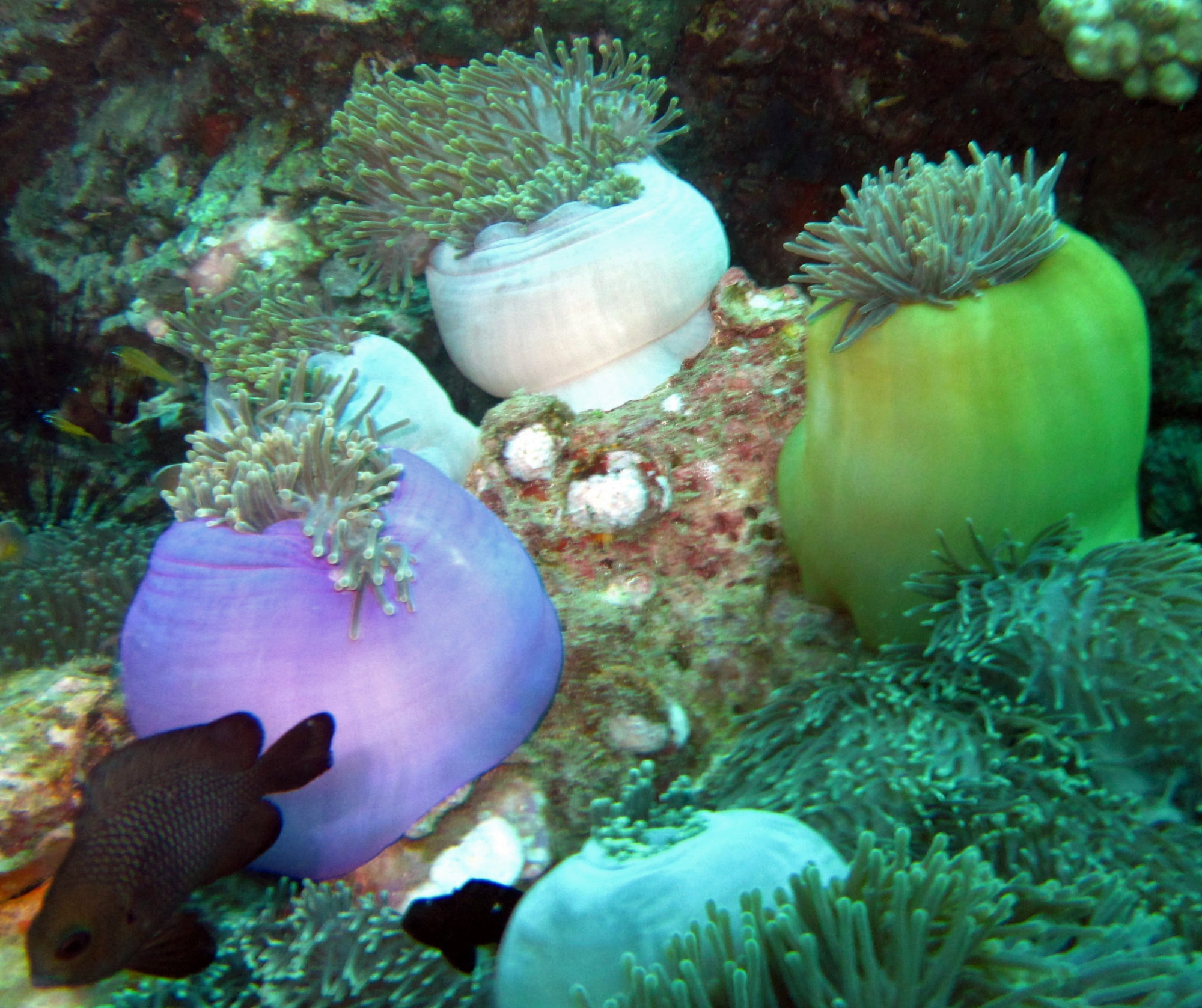 Shark Point Dive Site, Thailand