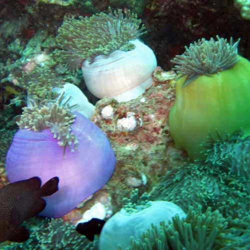 Shark Point Dive Site, Thailand