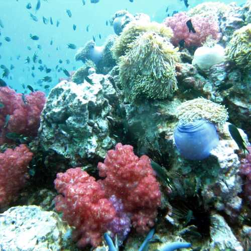 Shark Point Dive Site, Thailand