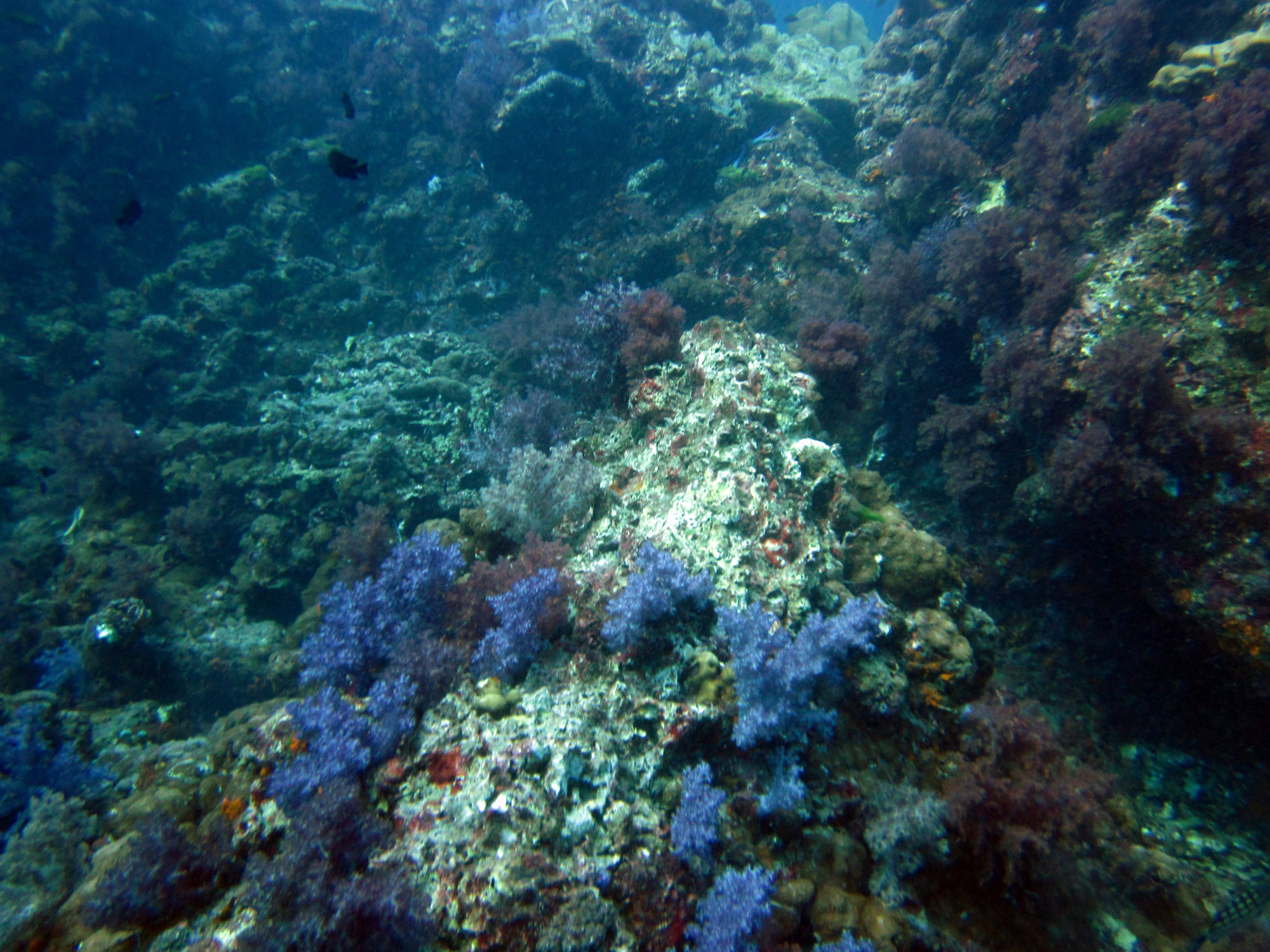 Hin Muang corals