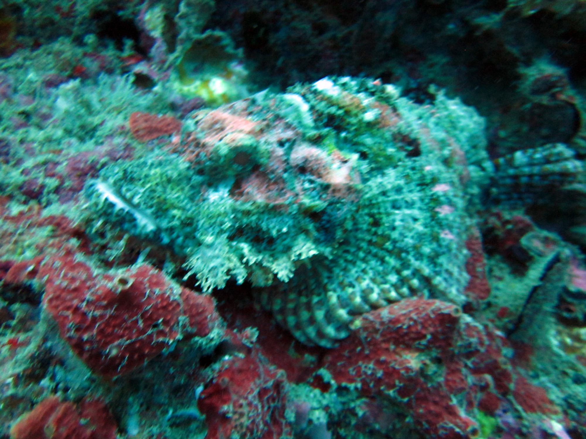 Koh Doc Mai Dive Site, Thailand