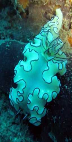 Nudibranch