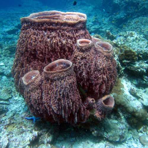 Barrel Coral