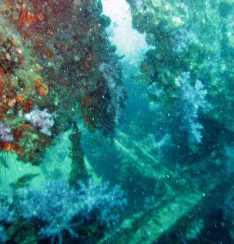 King Cruiser Wreck Dive Site, Thailand