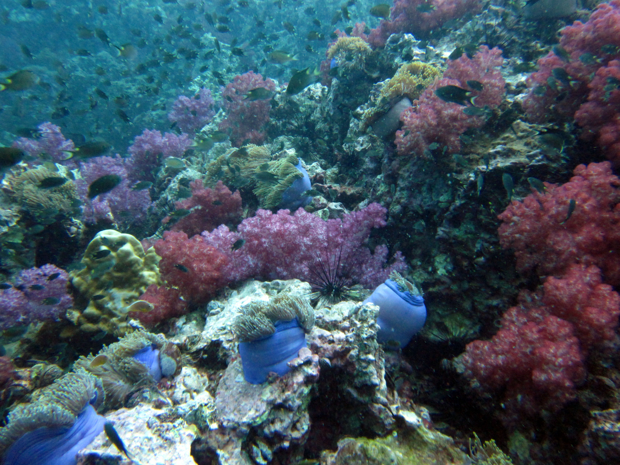 Shark Point Dive Site, Thailand