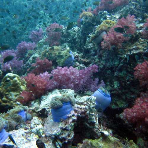 Shark Point Dive Site, Thailand