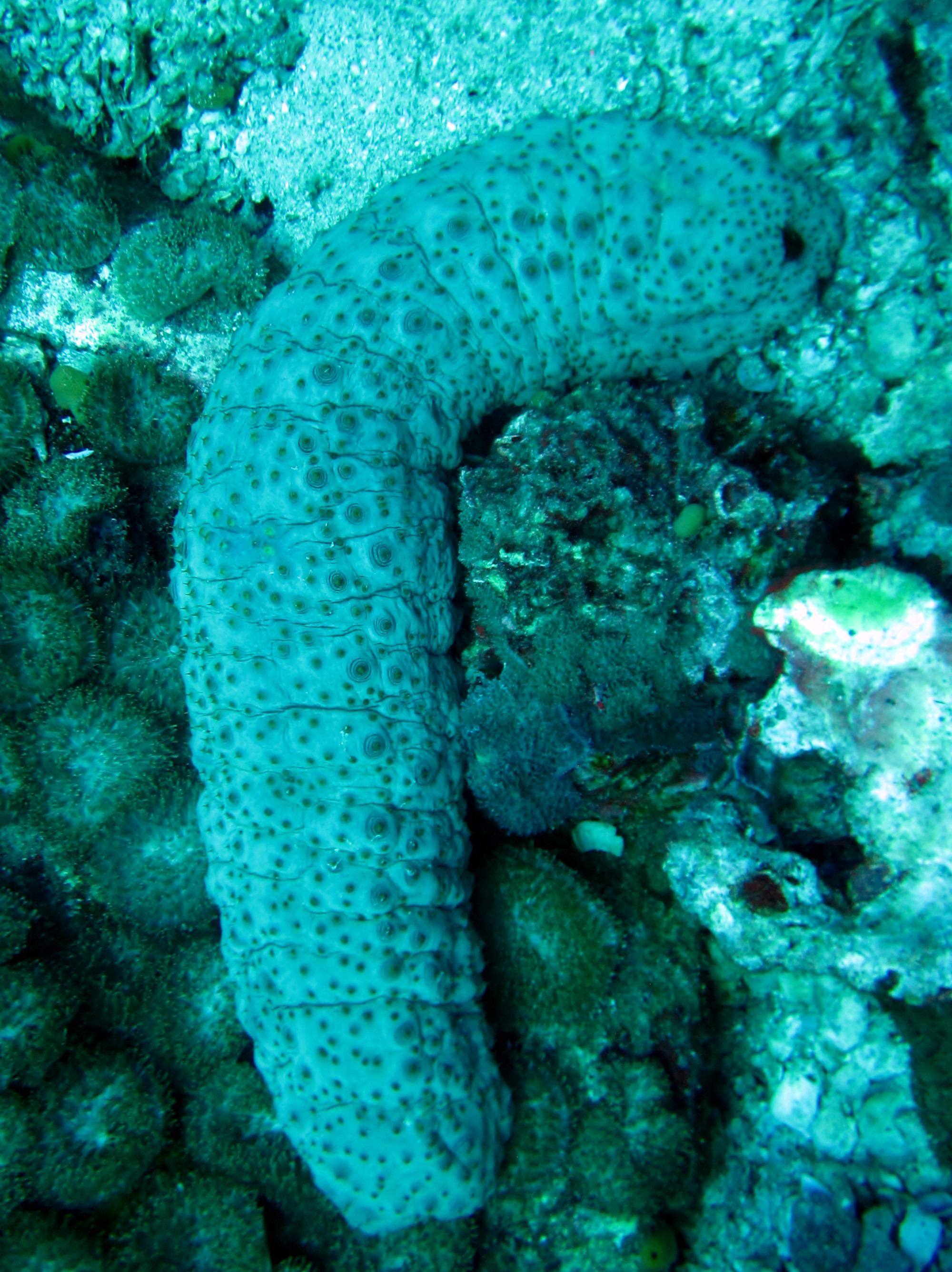 Sea Cucumber Hin muang
