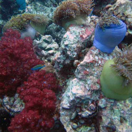 Colourful Soft Corals