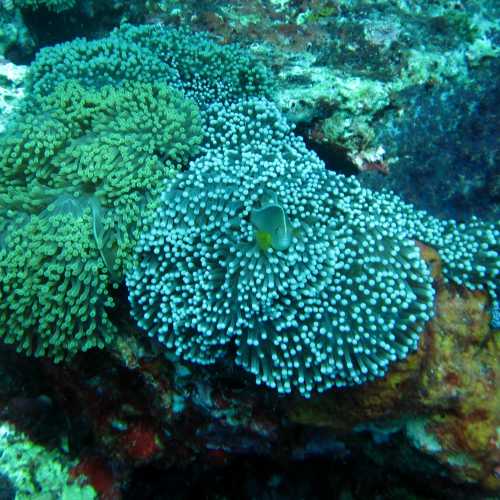 Hard Corals Hin Muang