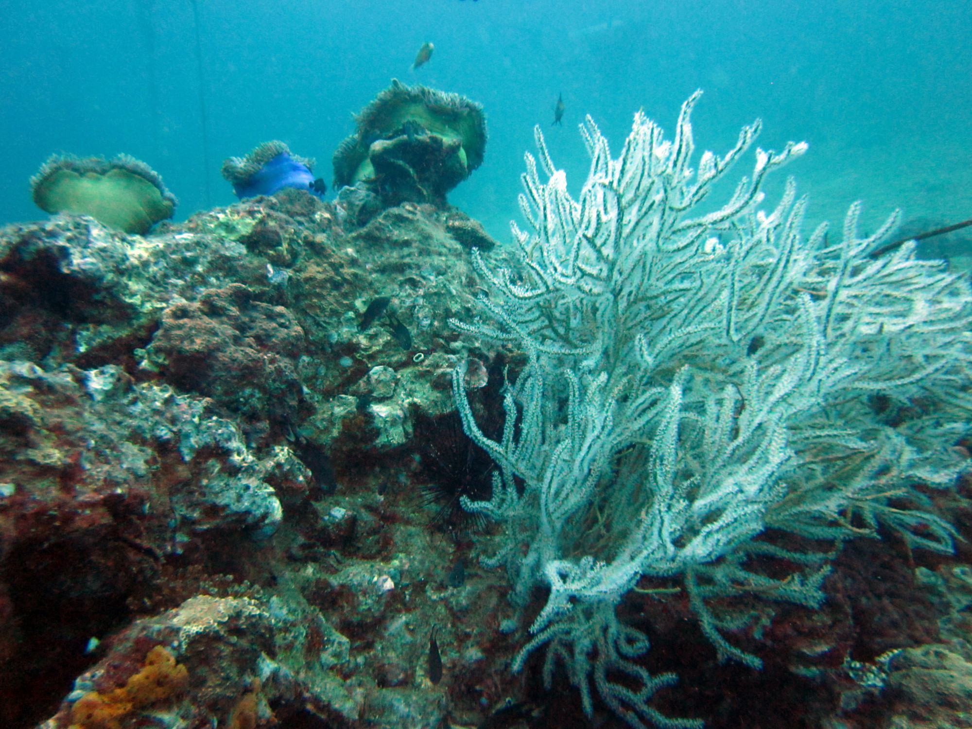 Shark Point Dive Site, Thailand