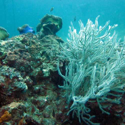 Shark Point Dive Site, Thailand