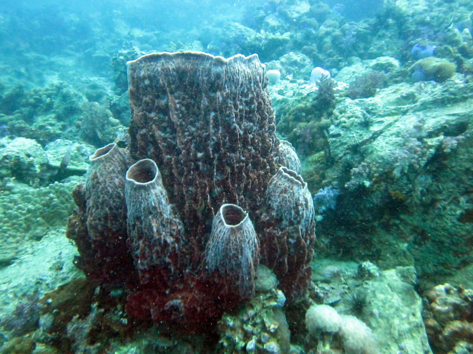 Shark Point Dive Site, Thailand