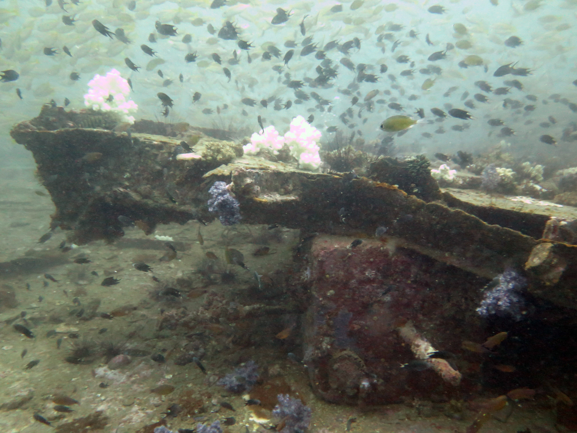 King Cruiser Wreck Dive Site, Thailand