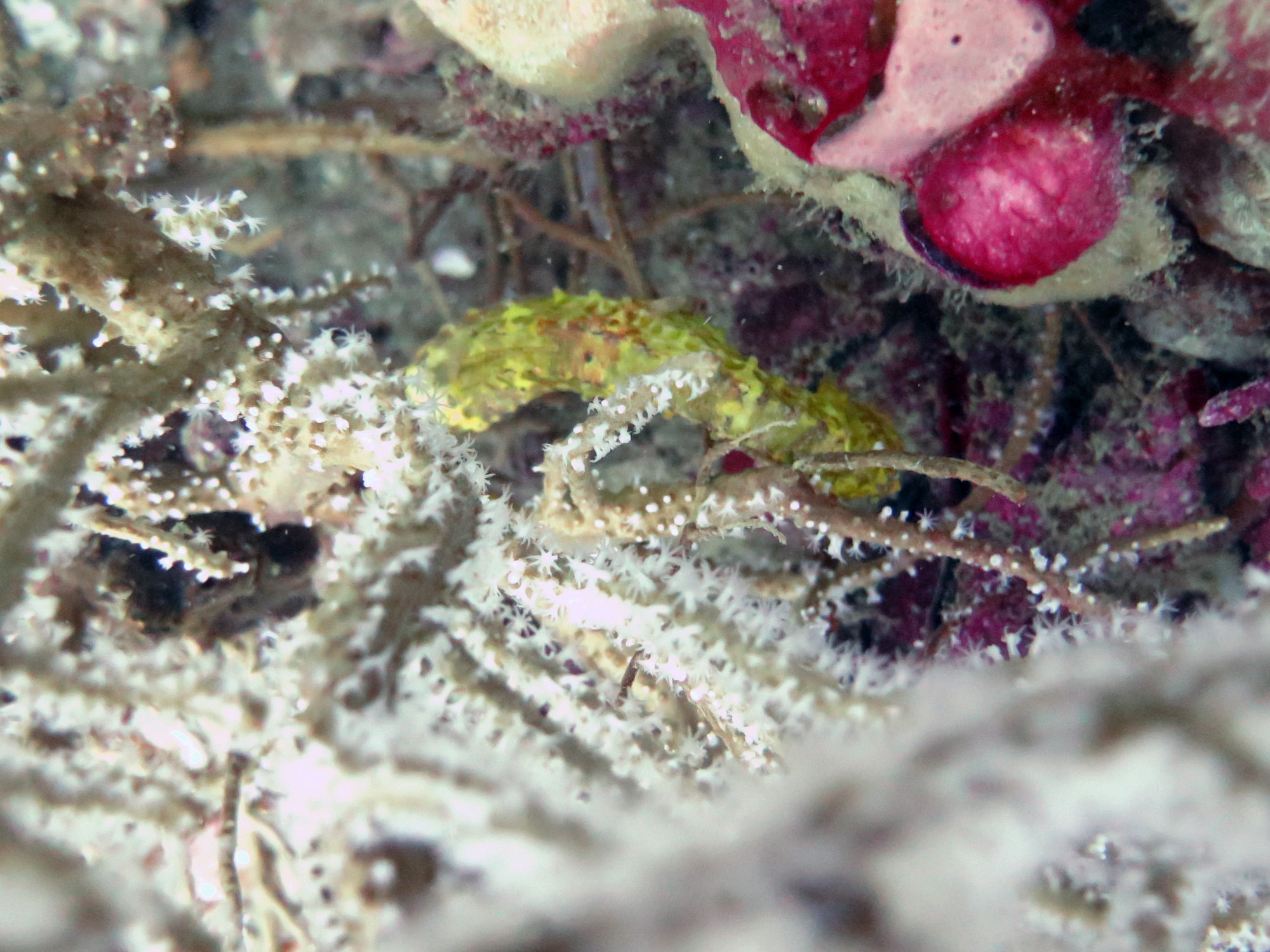 King Cruiser Wreck Dive Site, Thailand