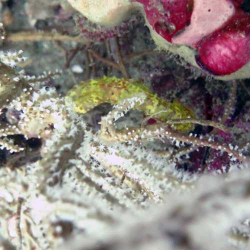 King Cruiser Wreck Dive Site, Thailand