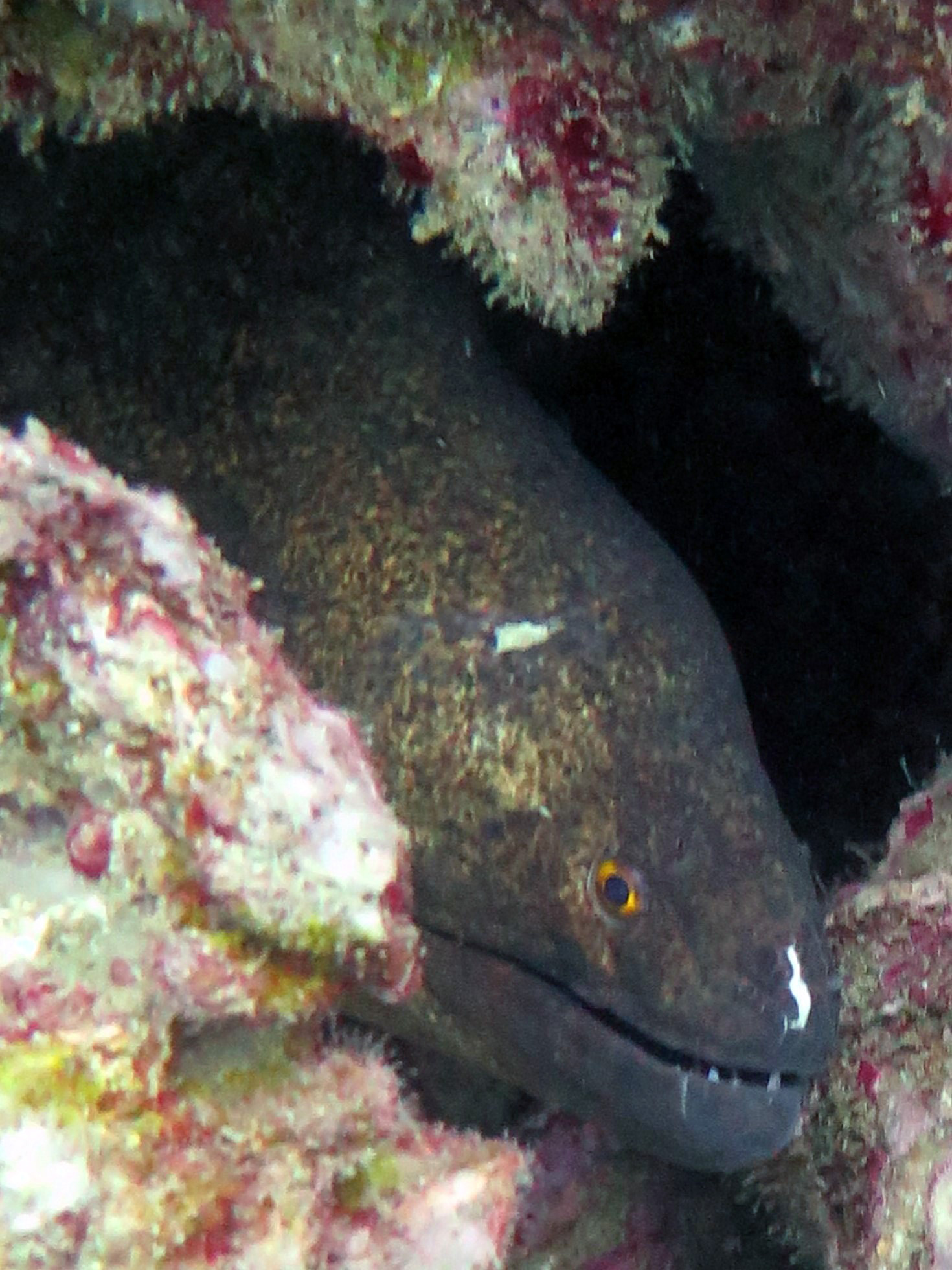 King Cruiser Wreck Dive Site, Thailand