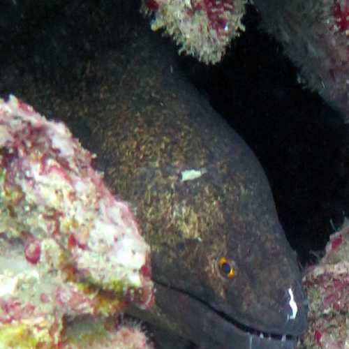 King Cruiser Wreck Dive Site, Thailand