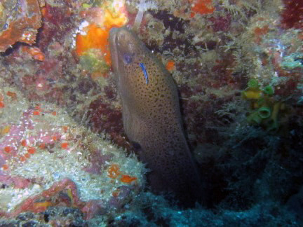 Koh Doc Mai Dive Site, Thailand