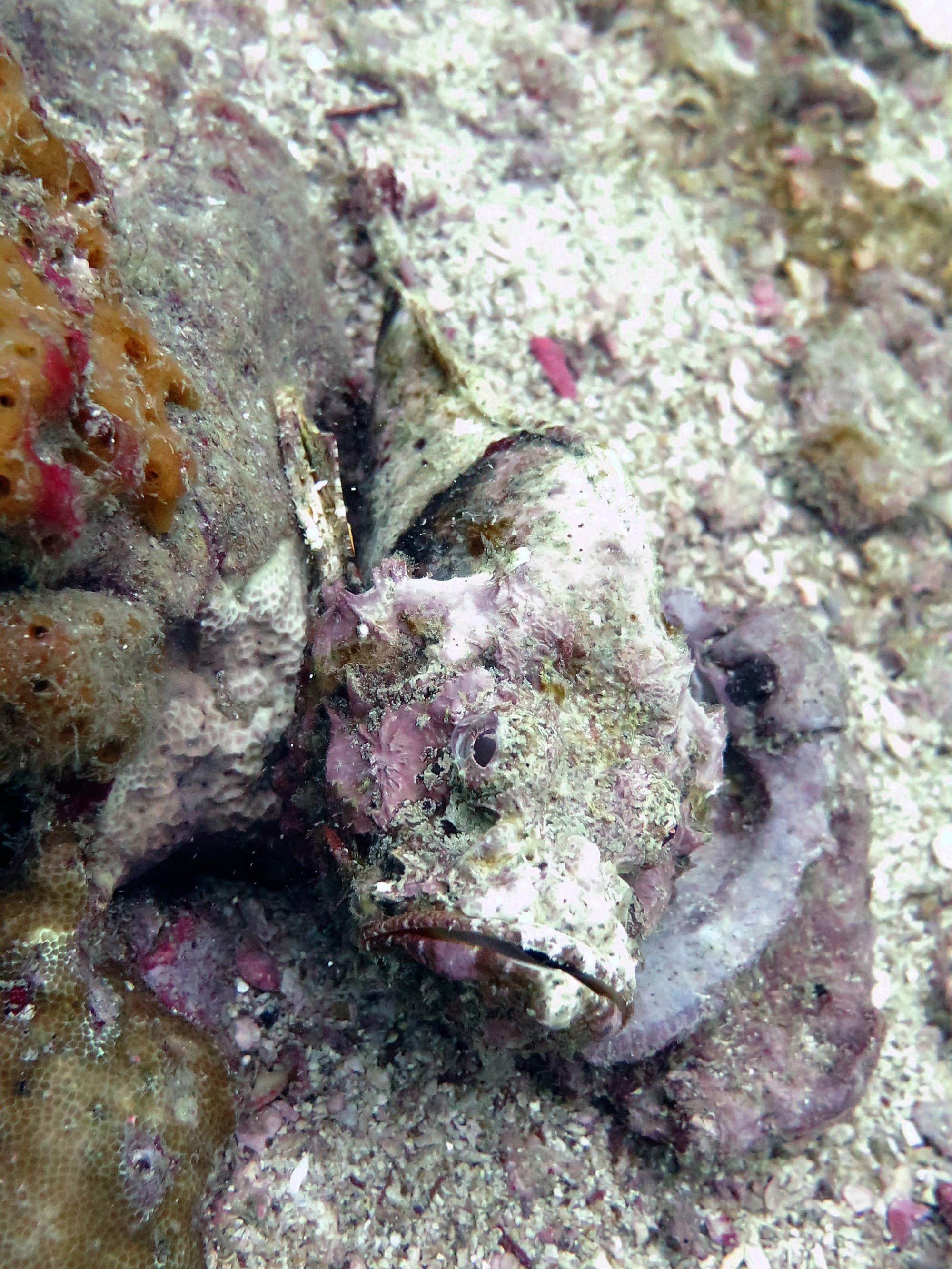 King Cruiser Wreck Dive Site, Thailand