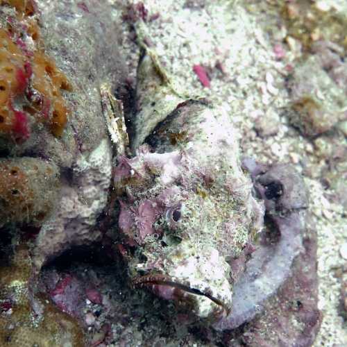 King Cruiser Wreck Dive Site, Thailand