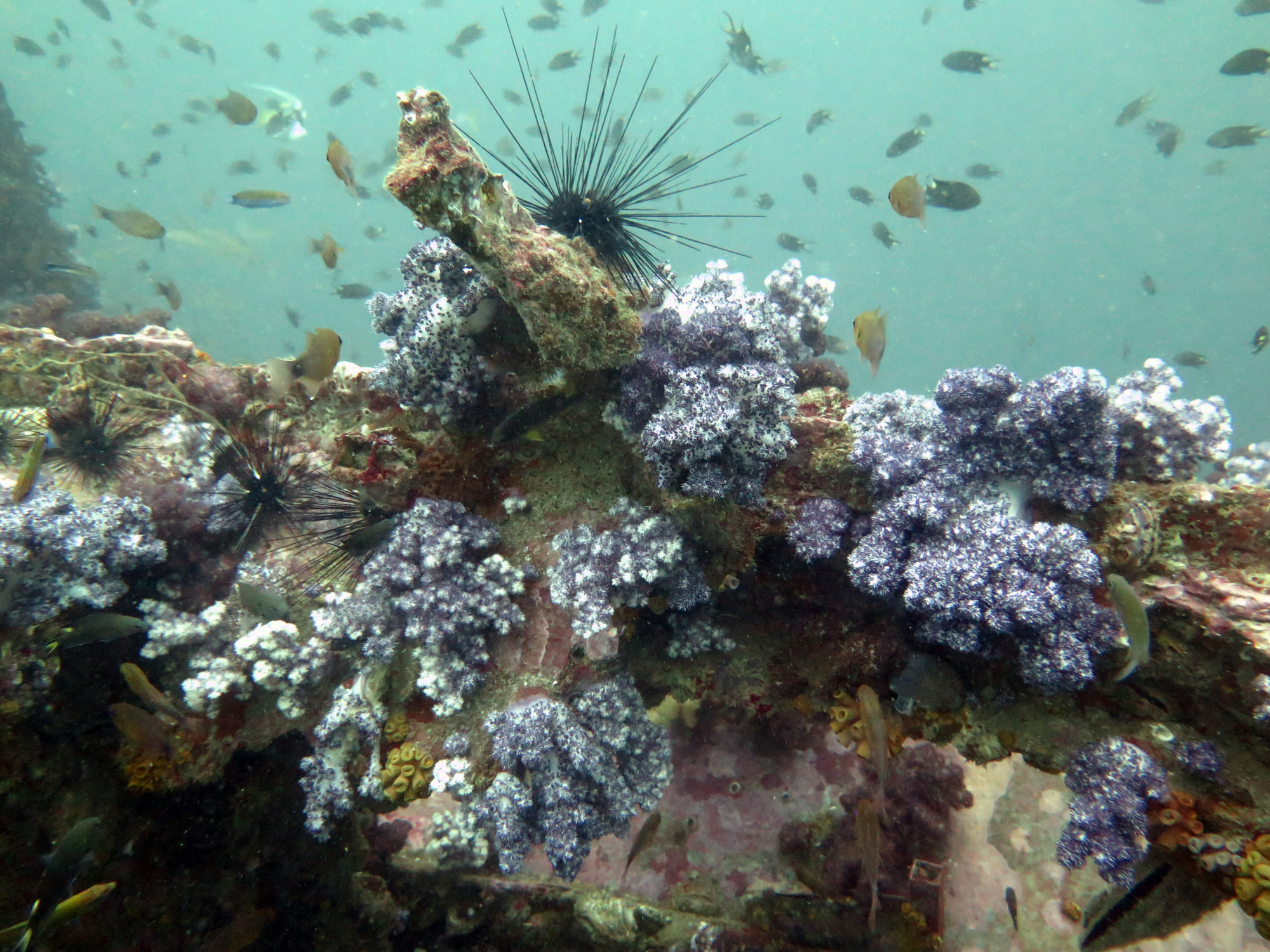 King Cruiser Wreck Dive Site, Thailand